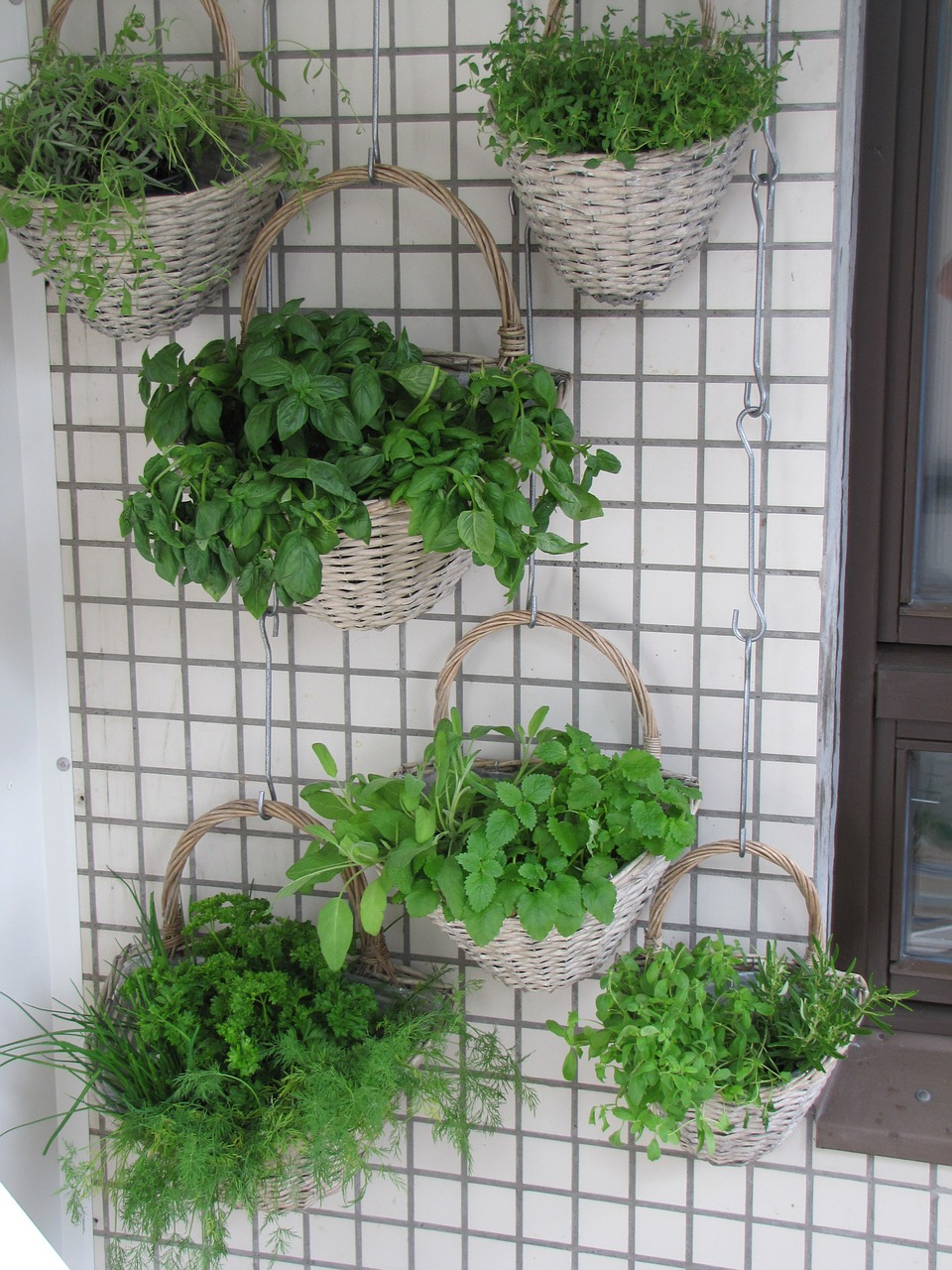 Herbs growing in baskets hanging on wall
